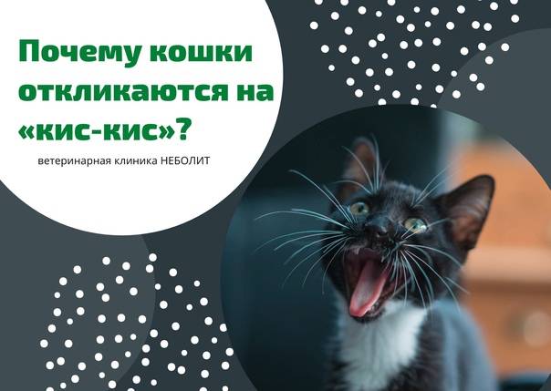 Звукоподражание в английском языке – ономатопея