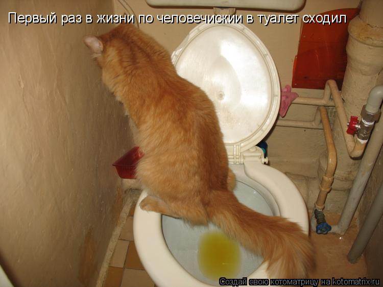 Как определить, есть ли запор у кота: 8 шагов