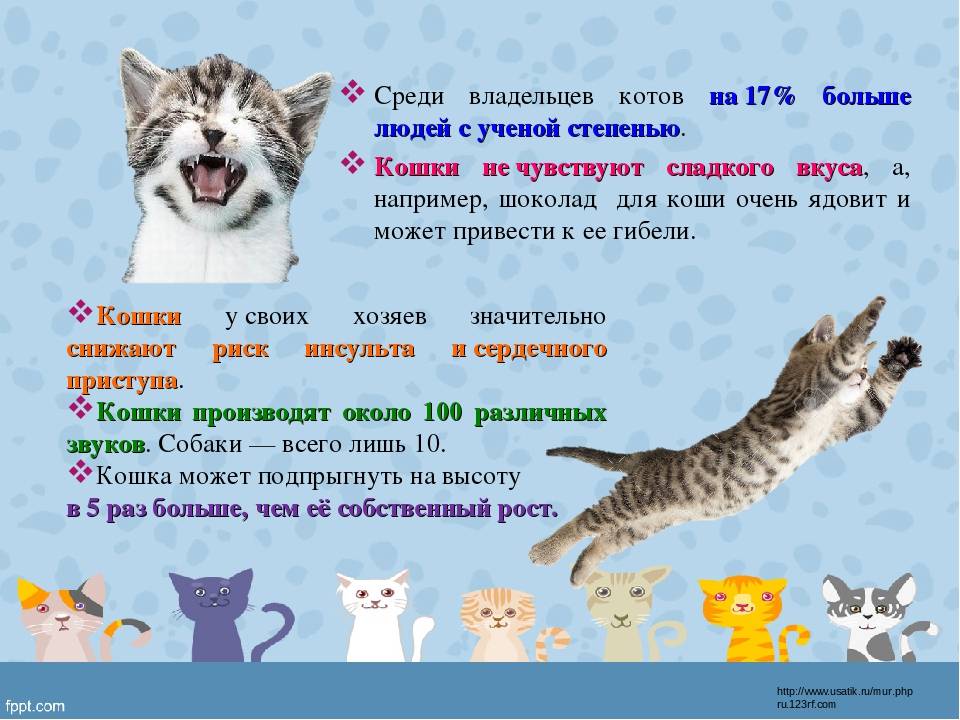 Какие вкусы чувствуют кошки и коты и что распознать не могут: горький, кислый, солёный или сладкий, особенности вкусовых рецепторов