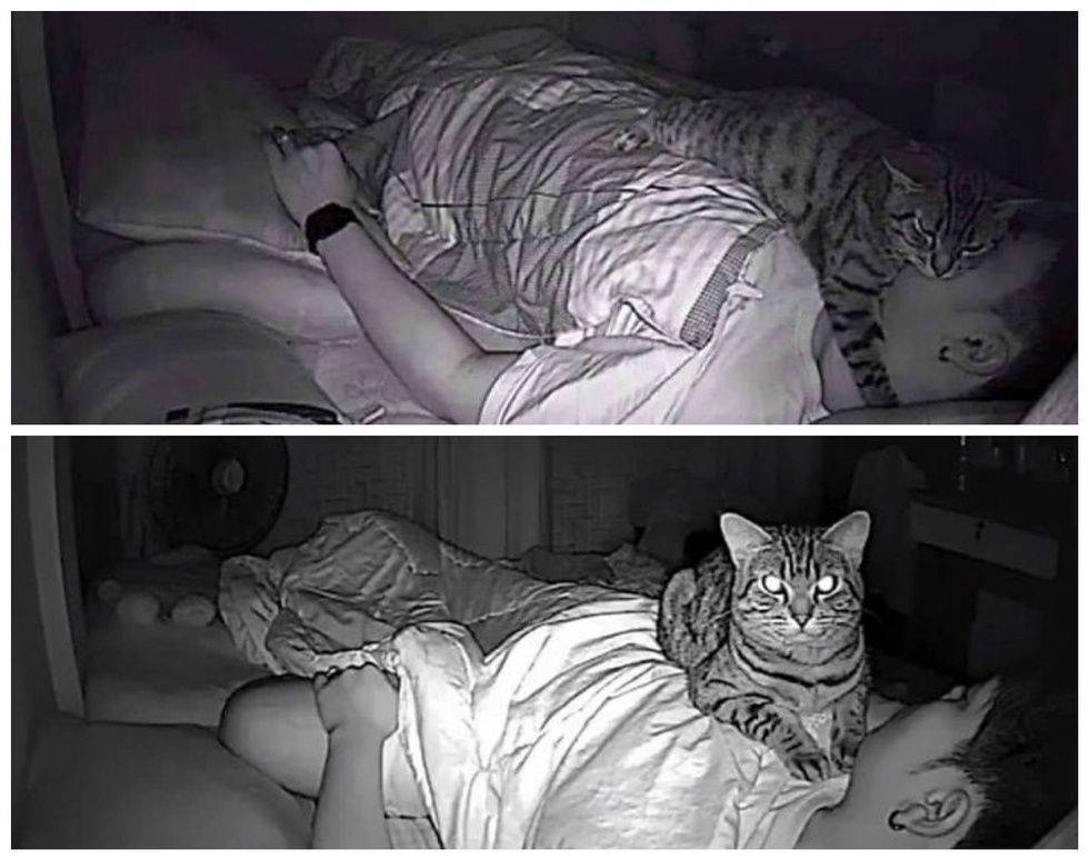 Как заставить кошку спать по ночам