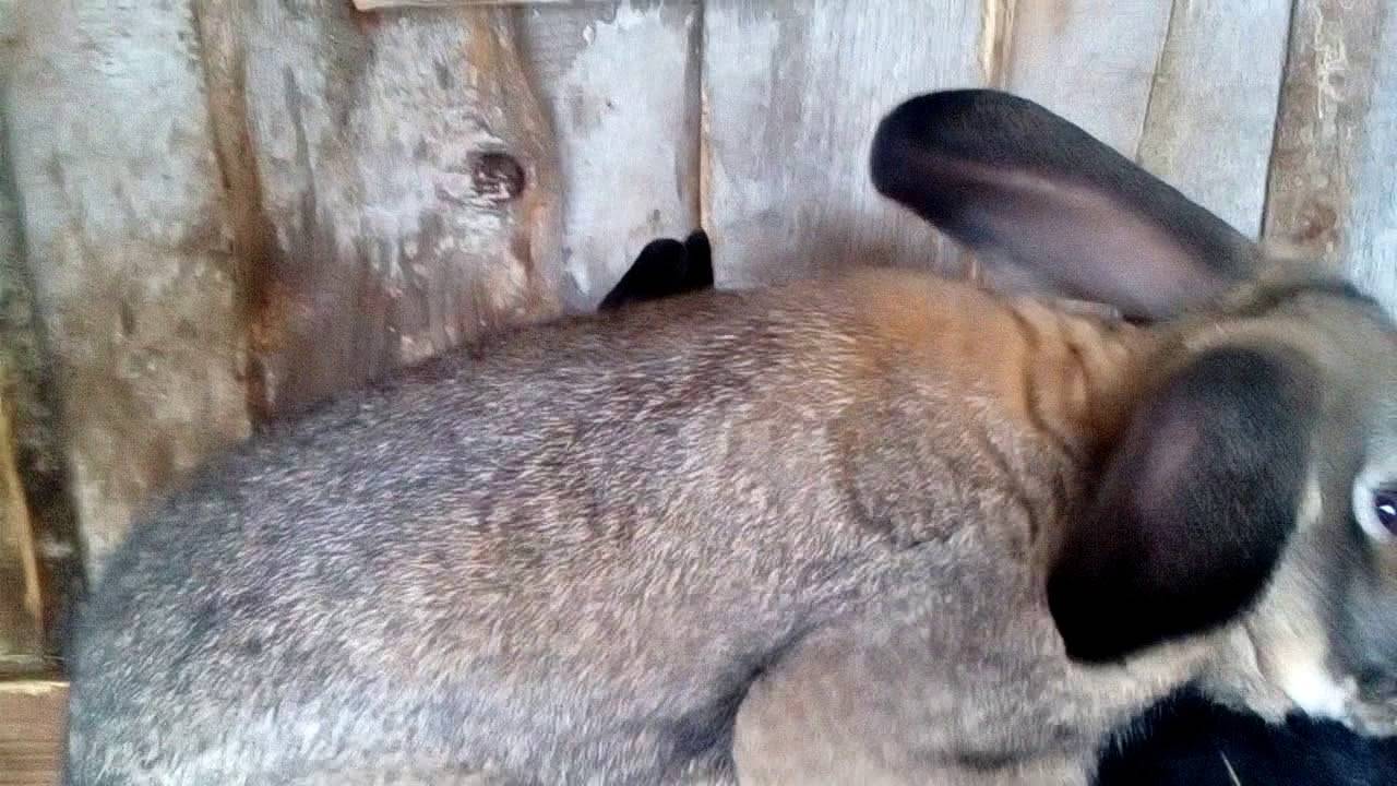 Охота у крольчих: как определить, как вызвать, сколько длится, причины отказа