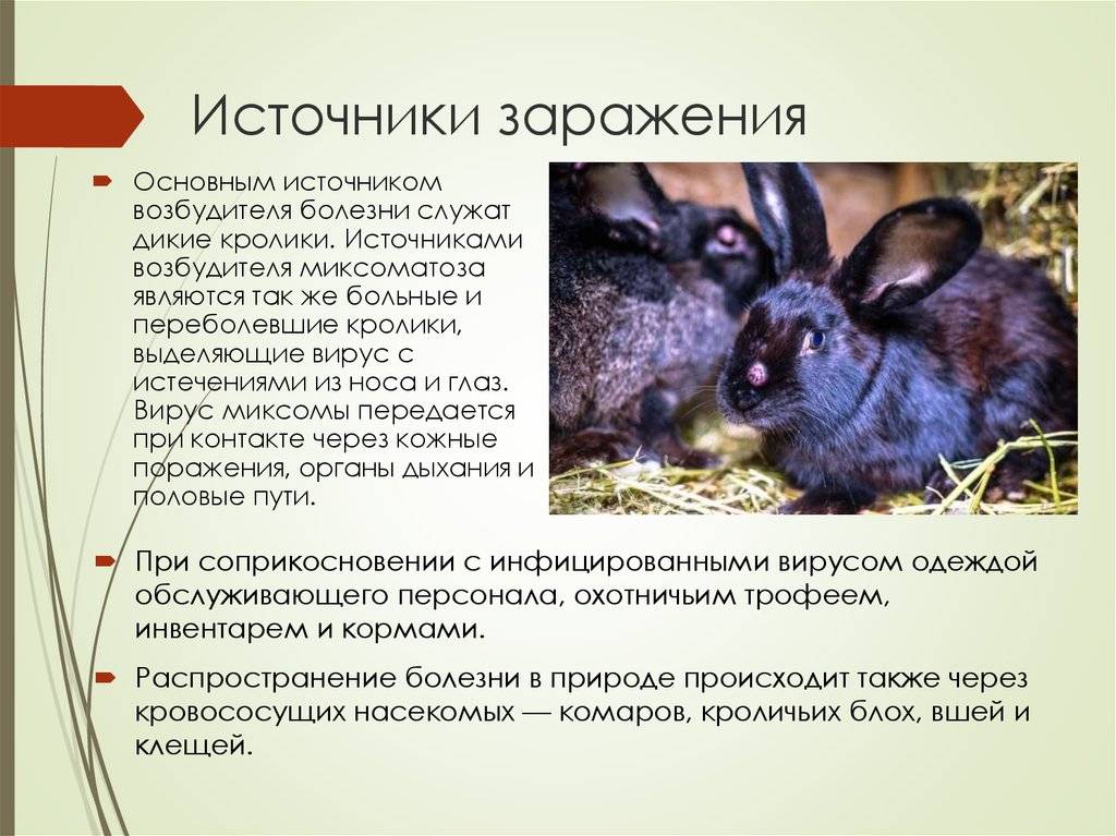 Миксоматоз у кроликов | кролик дома