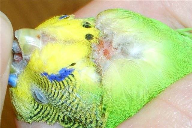 Почему попугай выщипывает себе перья: что делать, если птица чешется, методы лечения и профилактики