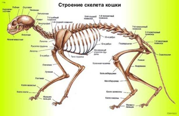 Эндодонтическая анатомия зубов    – stomweb.ru