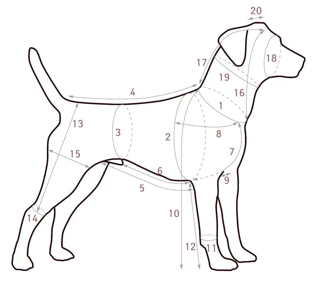 Как правильно измерить собаку для одежды: каких размеров бывают вещи