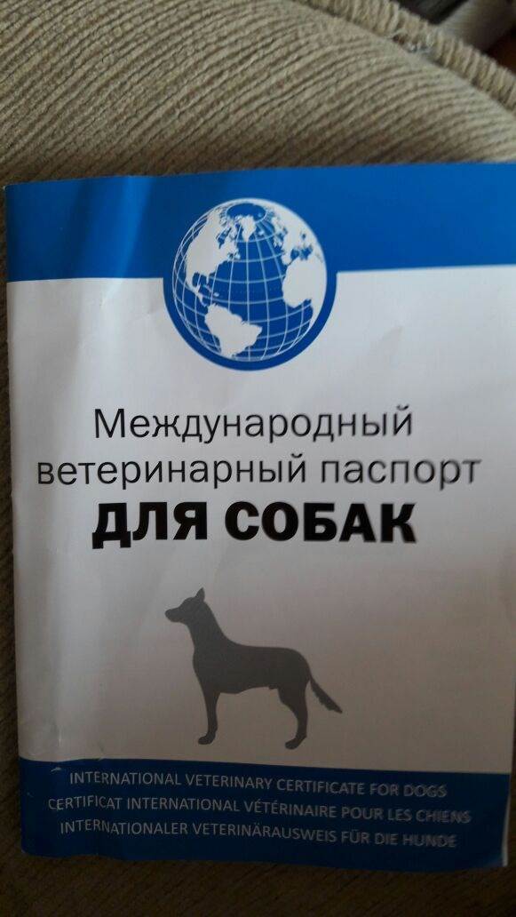 Какие документы нужны на собаку?