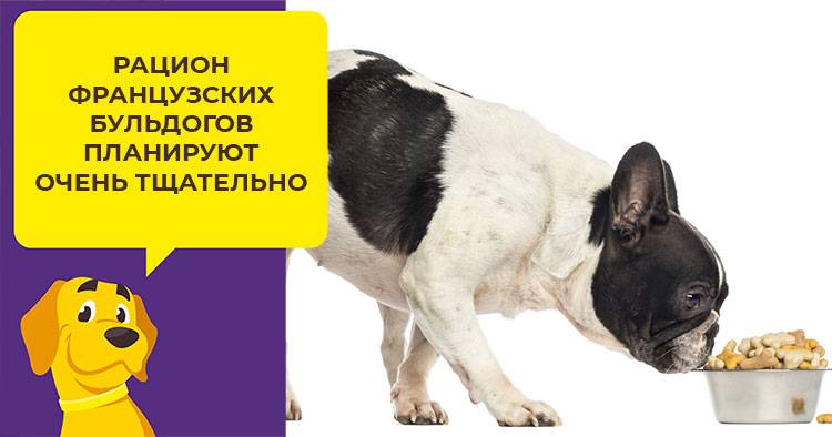Питание французского бульдога: варианты домашнего рациона