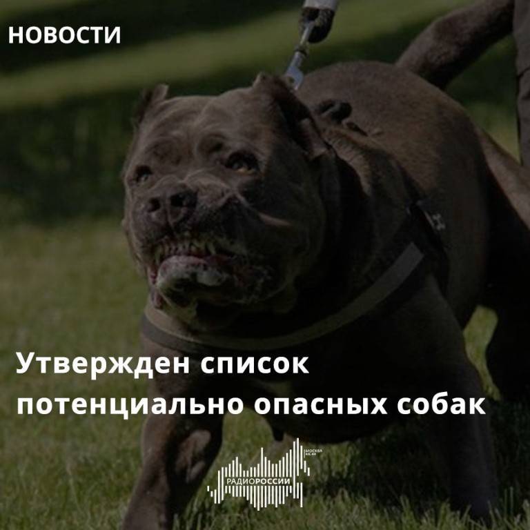 Что должны знать владельцы собак о безопасных прогулках: требования закона
