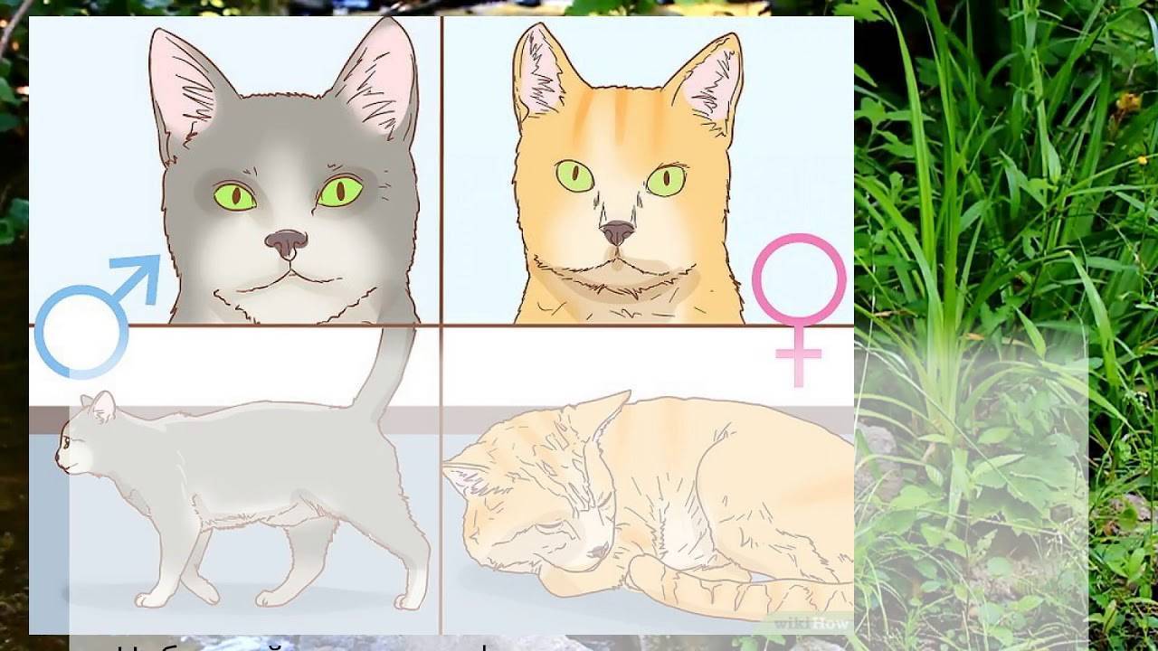 Как определить пол котенка: лучшие способы, как понять пол новорожденного котенка