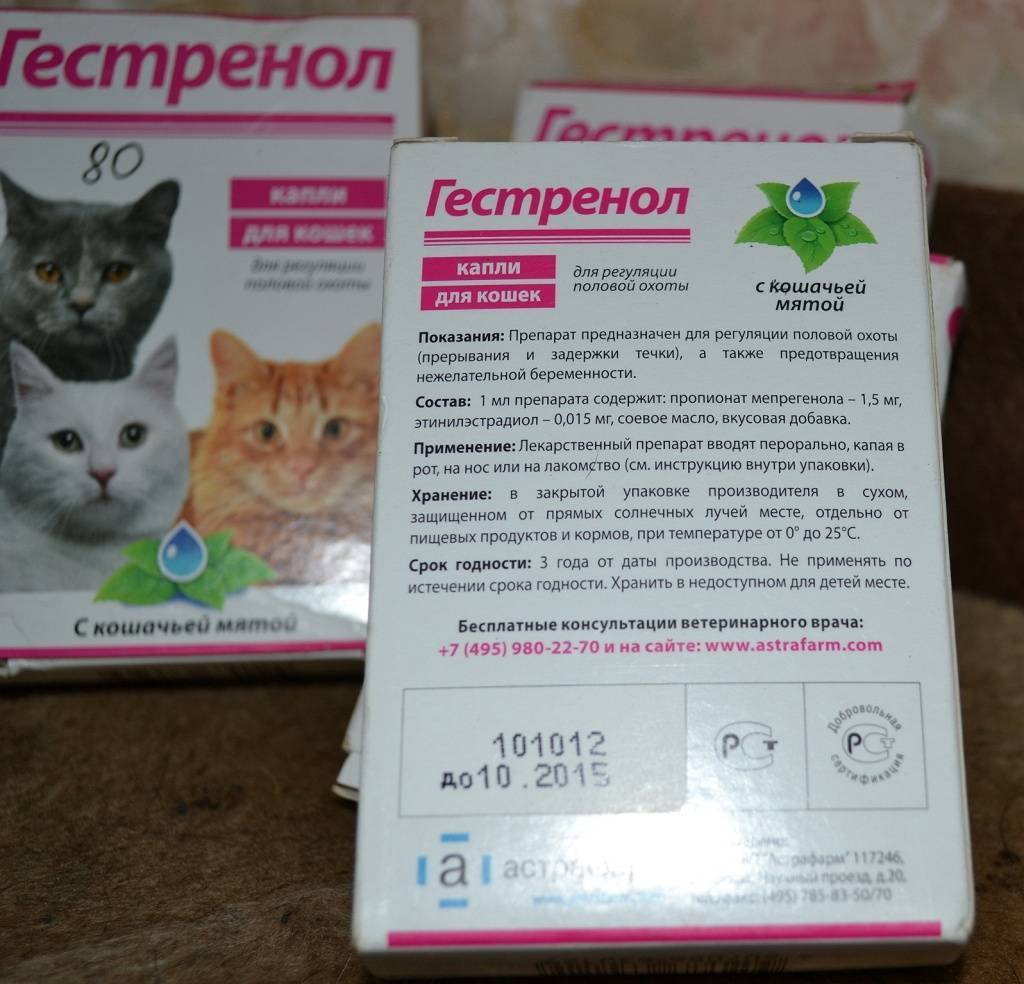 Противозачаточные для кошек – 4 вида средств, предотвращающих беременность