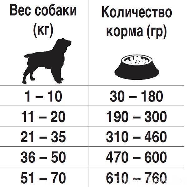 Сколько стоит передержка собаки в сутки