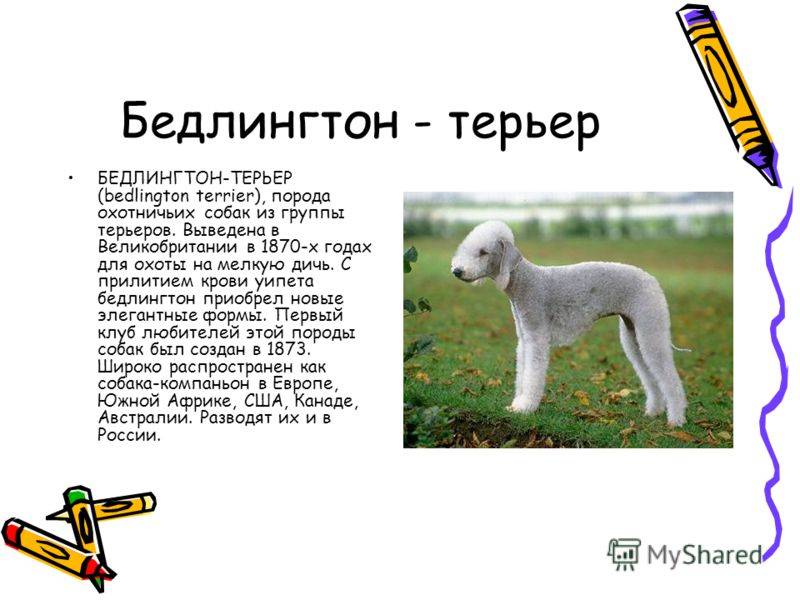 Бедлингтон-терьер: фото, описание породы, щенки, характеристика, размеры, стандарт собаки, стоимость