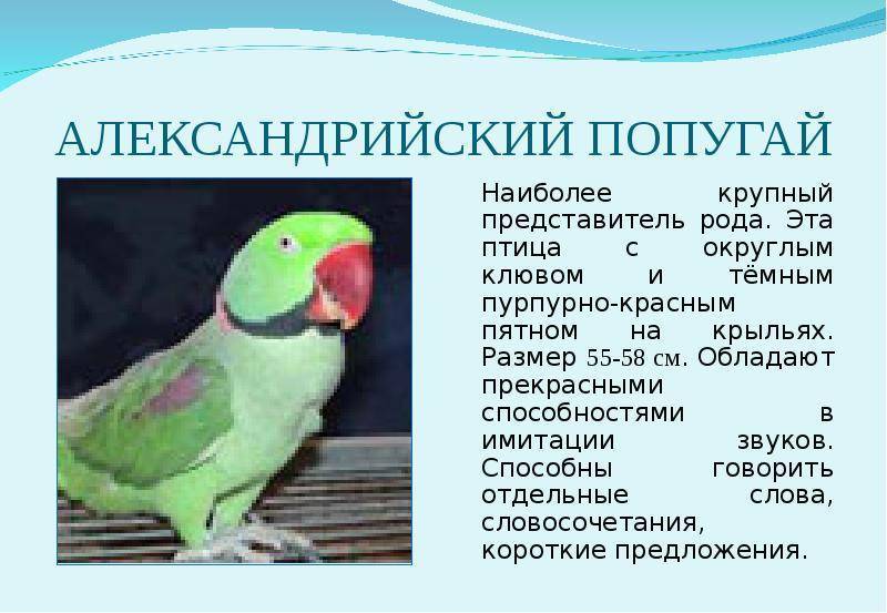Сенегальский длиннокрылый попугай - подвиды, уход и содержание