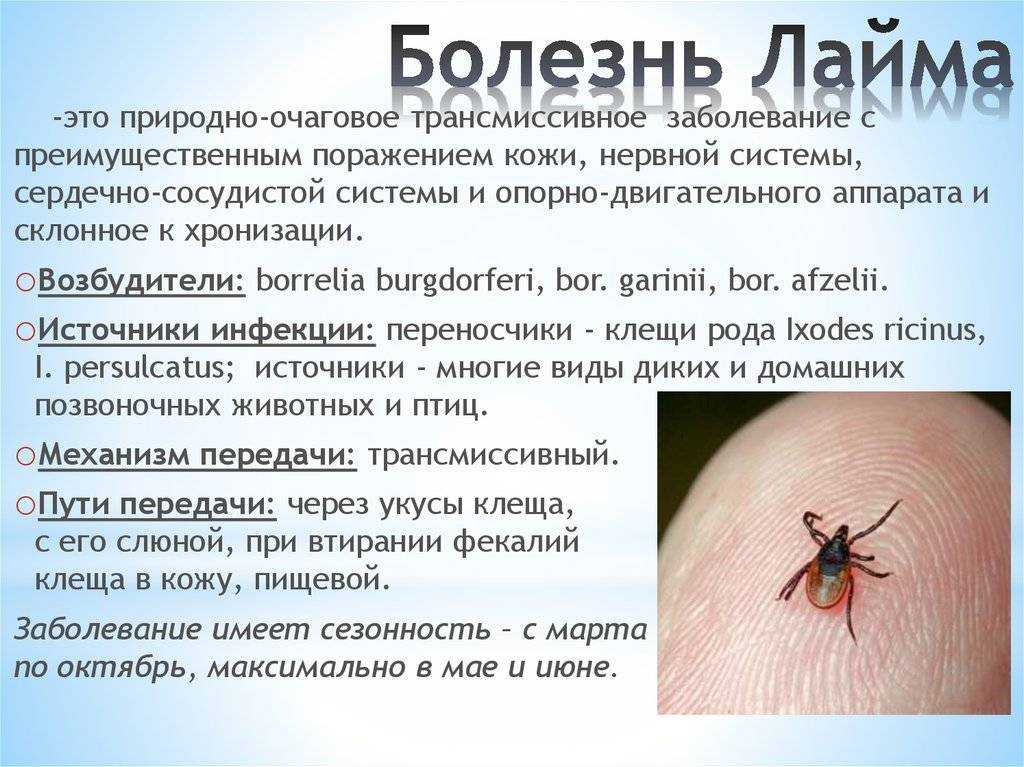 Боррелиоз у собак: основные симптомы и профилактика лечения