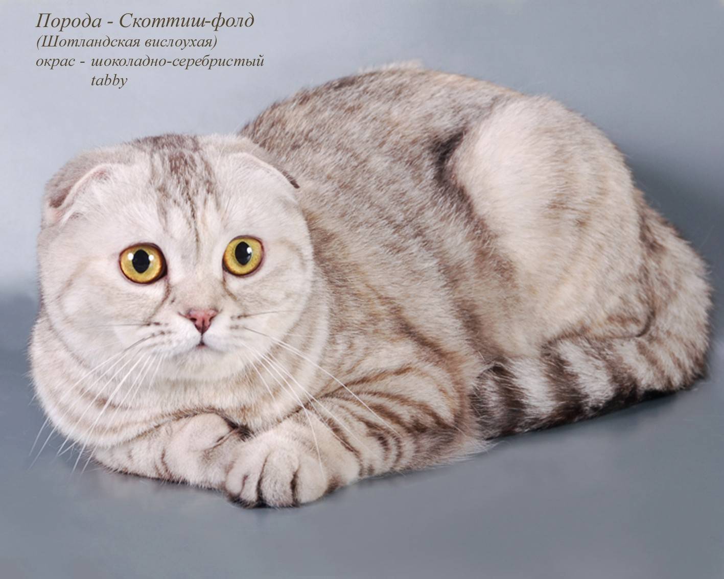 Шотландский вислоухий кот (50 фото): описание породы