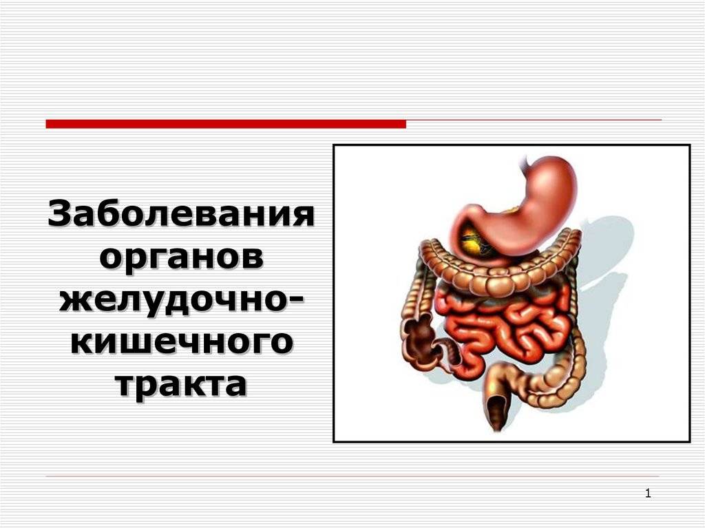 Болезни жкт у кошек: симптомы, лечение, причины