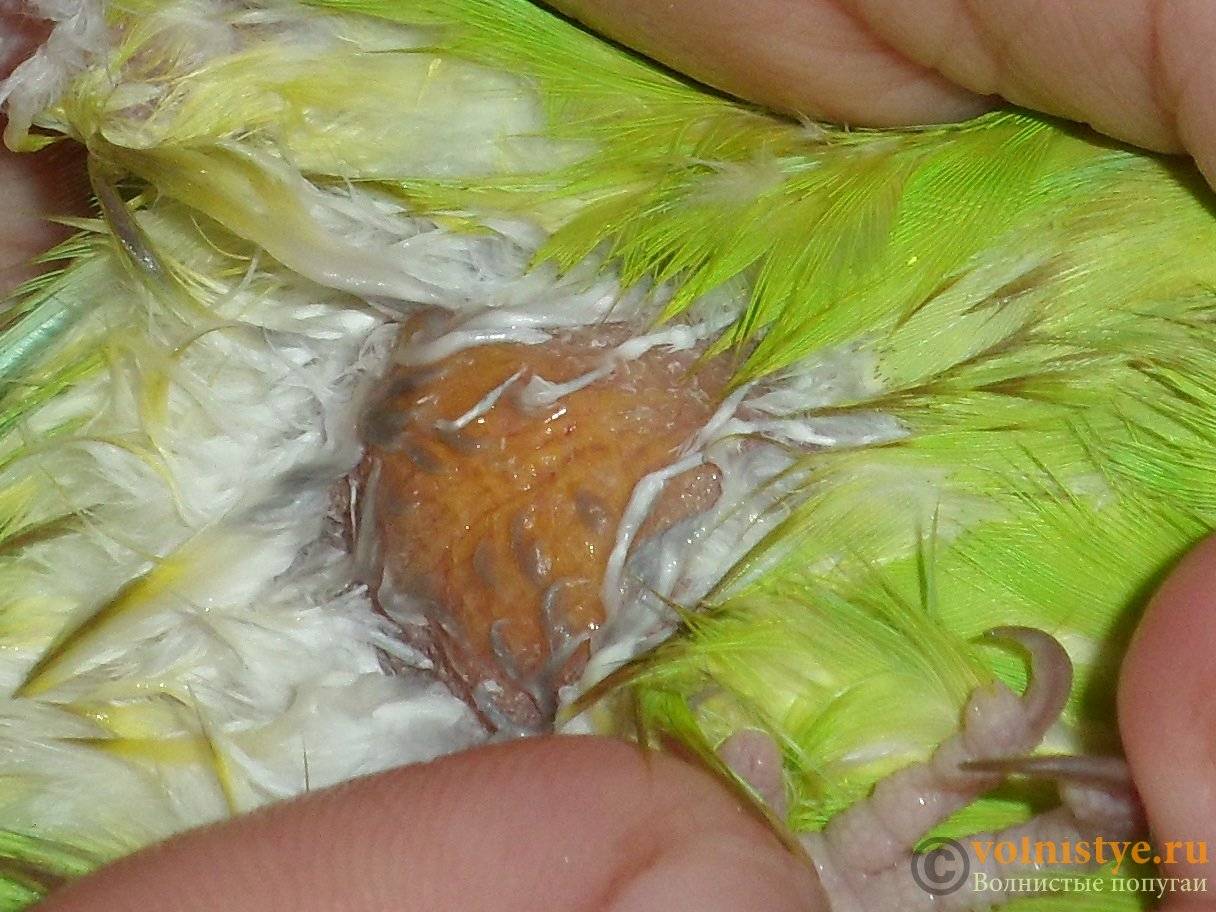 Почему у попугаев выпадают перья | облысение попугаев