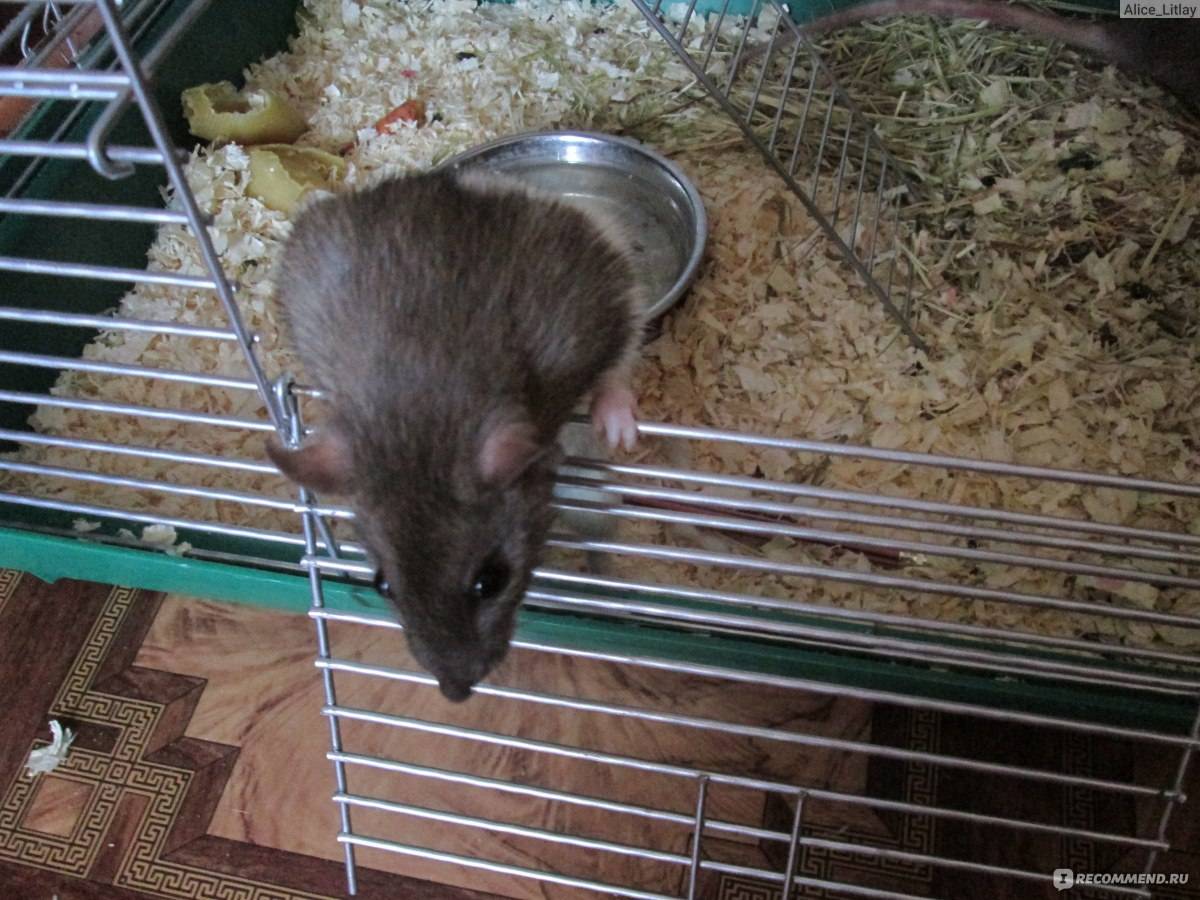 Белая домашняя крыса: сколько живет, уход, дрессировка, отзывы