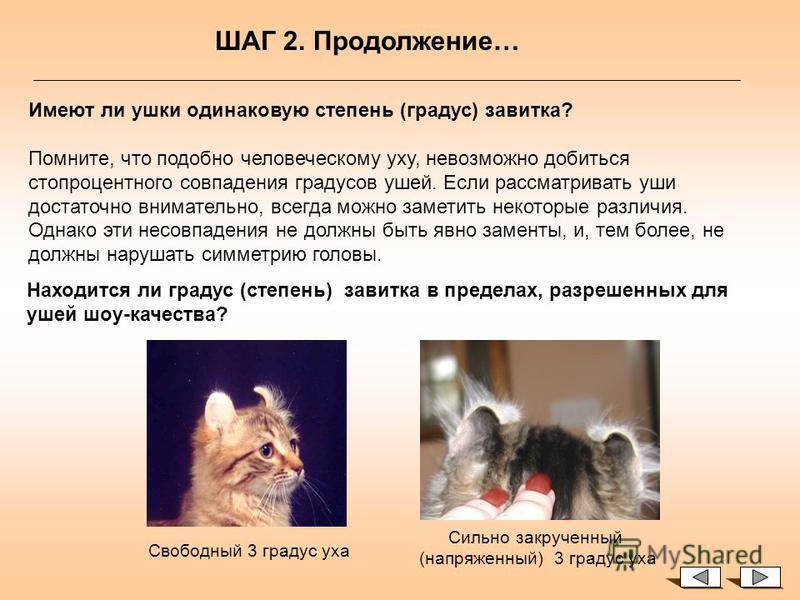 Ликои