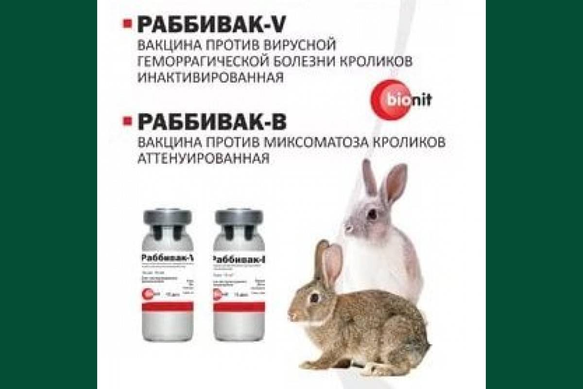 Болезнь кроликов миксоматоз и ее лечение