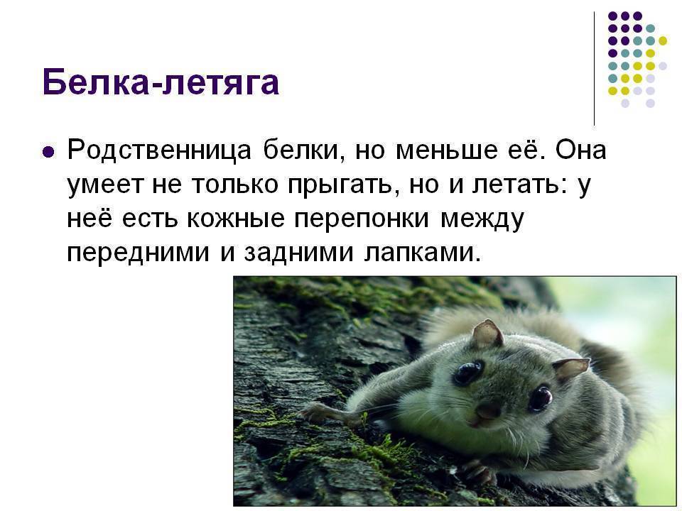 Как ухаживать за белкой летягой в домашних условиях?