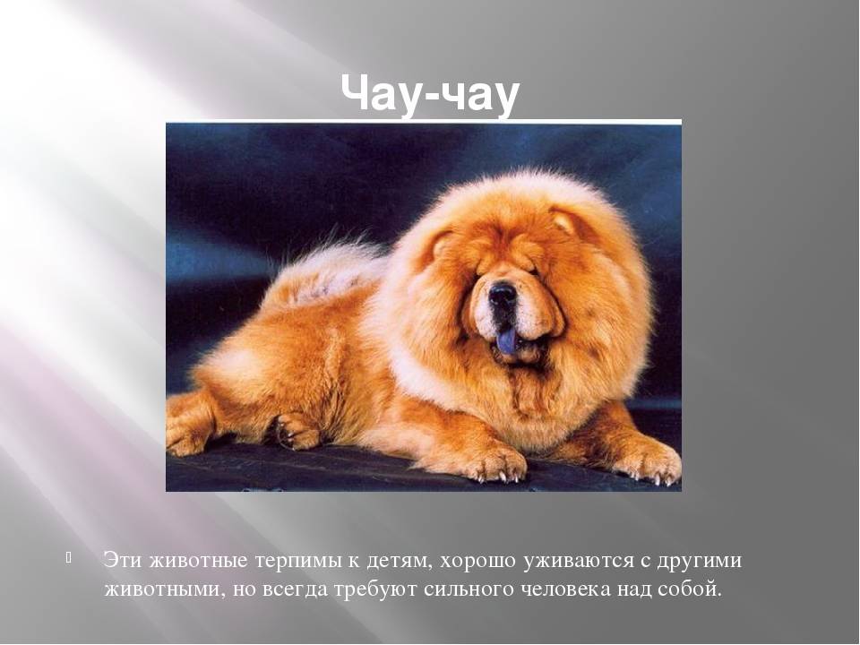Чау-чау: описание породы, характер, стандарты, чем кормить, как ухаживать за шерстью, выбор щенка, история породы