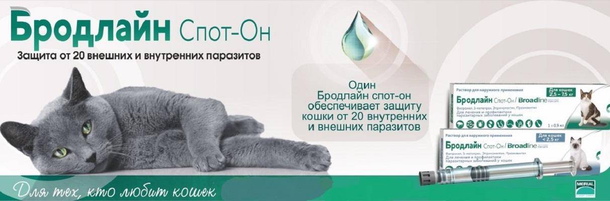 Бродлайн спот-он для кошек: инструкция по применению, эффективность, особенности
