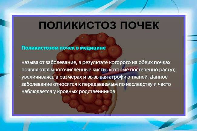 Поликистоз почек у кошек