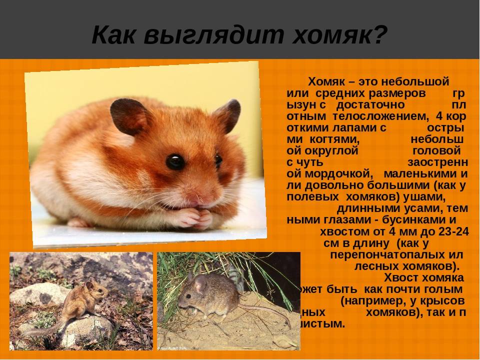 ᐉ сколько хомяк может прожить без еды и воды, можно ли оставлять его одного в домашних условиях - zoopalitra-spb.ru