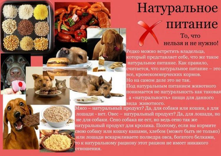 Можно ли давать собакам свинину