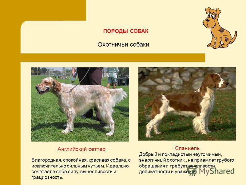 Шотландский сеттер: особенности породы, характера, воспитания