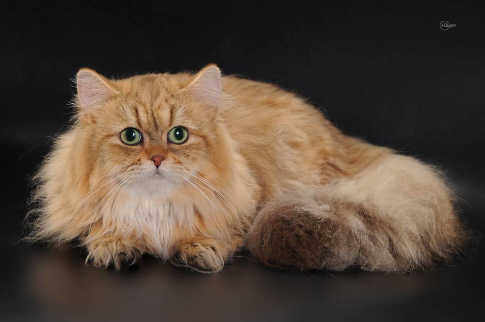 Роскошная британская длинношёрстная кошка