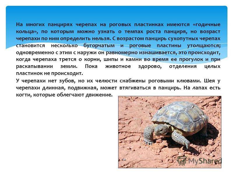 Распространенные болезни черепах