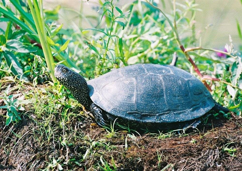 Маленькие водные черепахи: уход и содержание в домашнем аквариуме