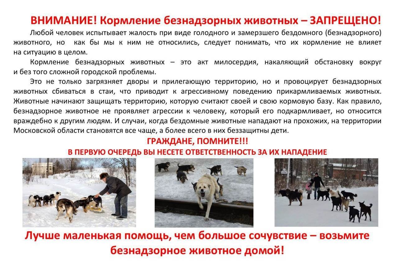 Как защититься от стаи бродячих собак?