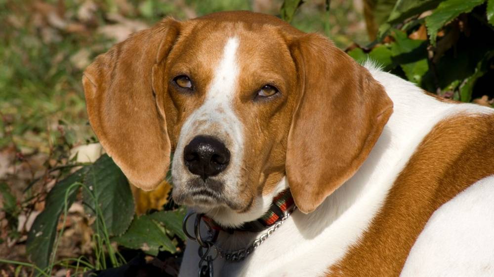 Английский фоксхаунд — фото, описание породы собак, особенности
