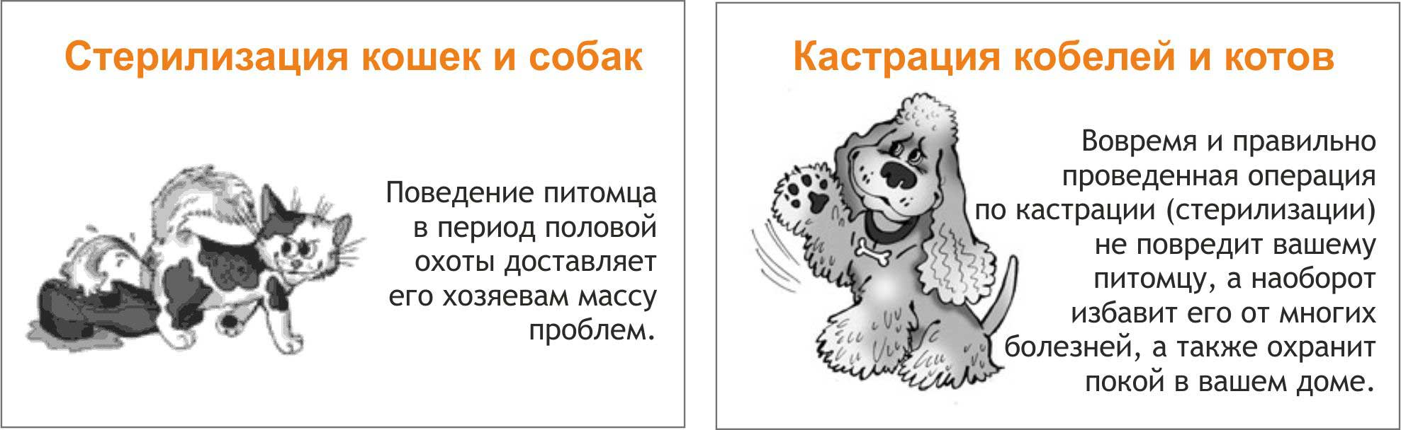 Кастрация и стерилизация крыс самцов и самок: показания, подготовка, уход до и после операции