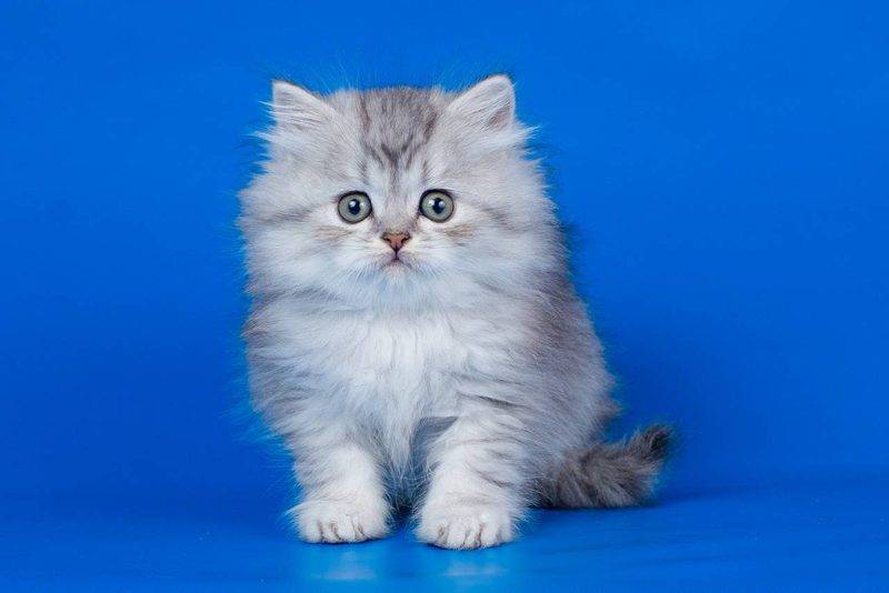 Шотландская прямоухая кошка (скоттиш-страйт) – фото, описание, характер