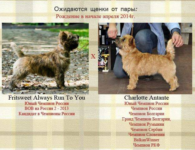 Керн-терьер - описание породы и характер собаки