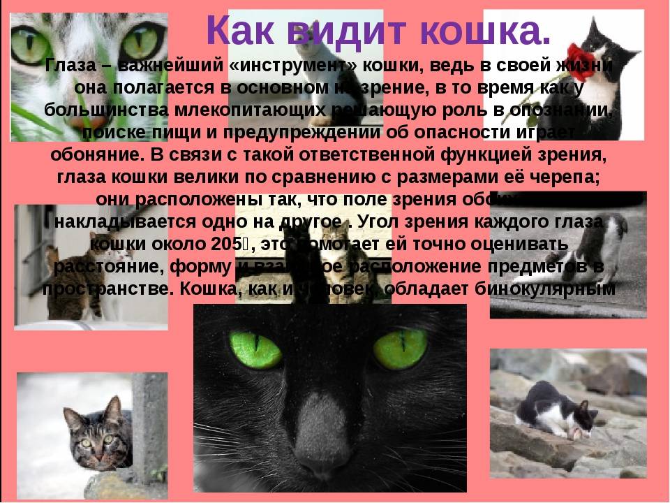 Как кошки видят мир? | ваши питомцы