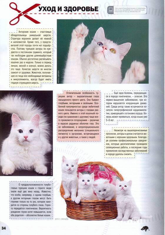 Турецкая ангора: описание породы, характер и фото | кот и кошка