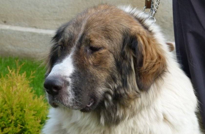 Болгарская овчарка или каракачанская собака ( bulgarian shepherd dog) – рабочая сторожевая собака, внимательная и независимая