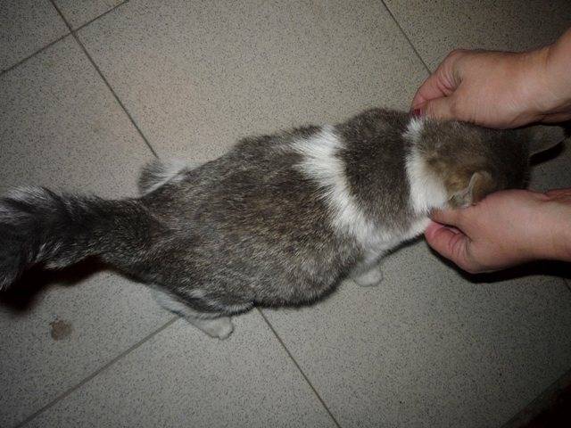 Вздутие живота у кошки
