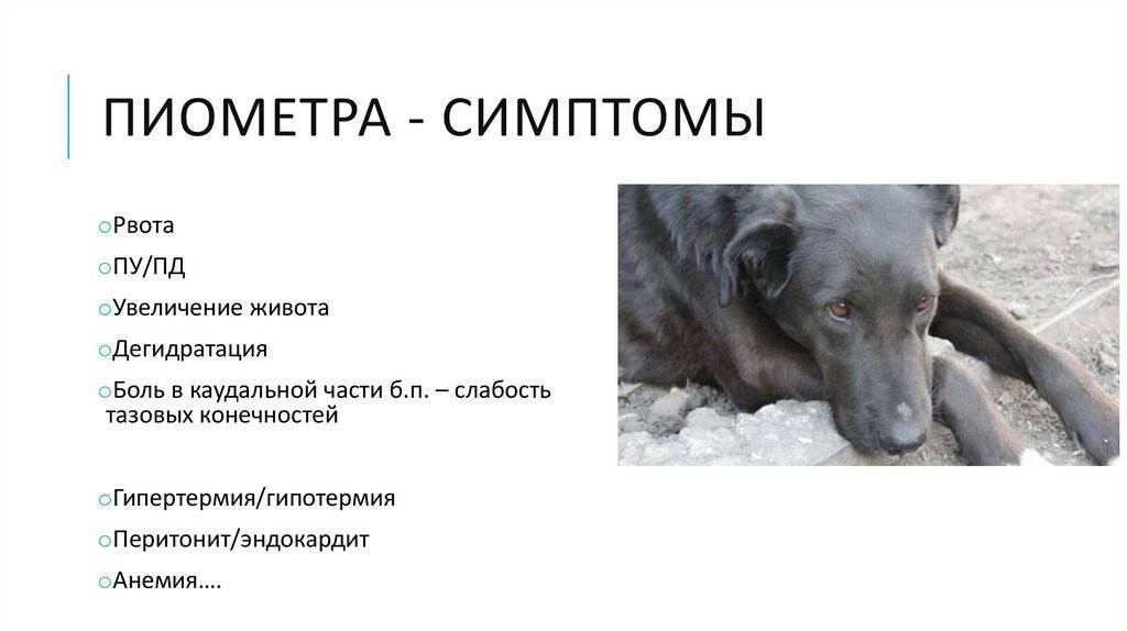 Пиометра у собак: диагностика и лечение. другое. сельское хозяйство. 2014-10-23