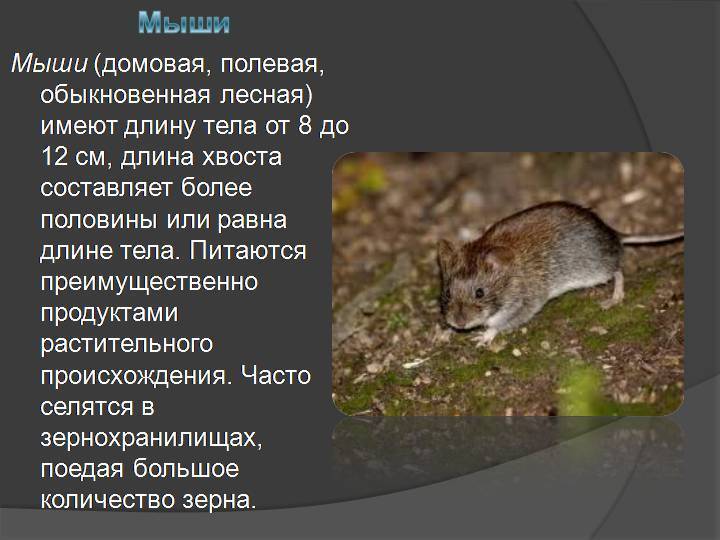 Полевка: полевые мыши, как зимуют и чем защитить урожай от грызунов, описание и фото русский фермер