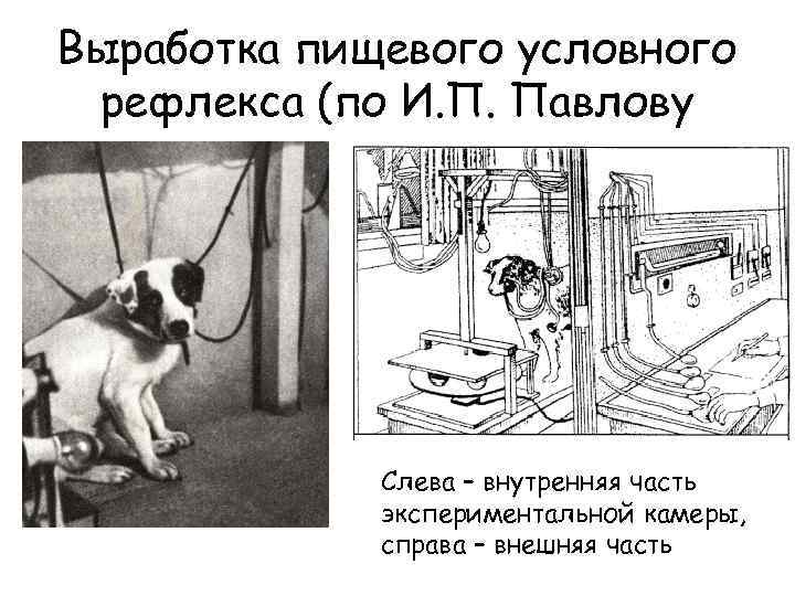 Подробное описание эксперимента с собакой павлова и что это такое