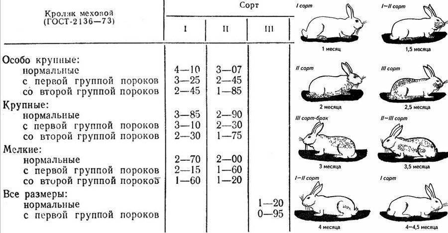 Как правильно и безболезненно забить кролика