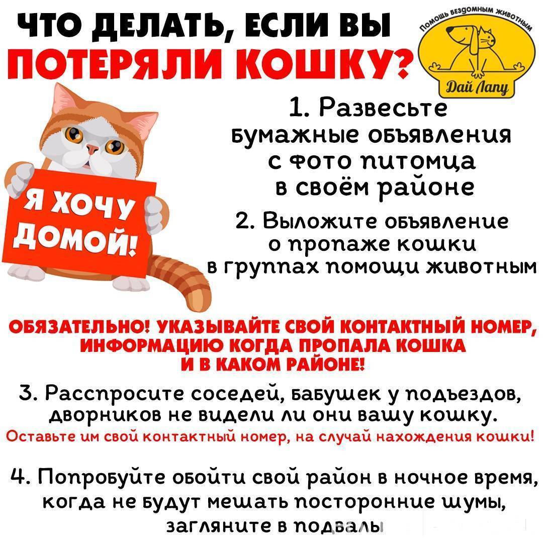 Как найти кота, кошку или котенка в квартире и на улице?