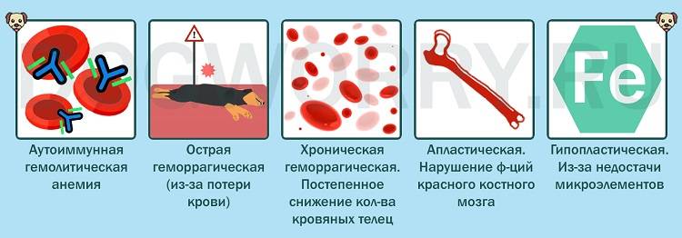 Анемия у кошек.