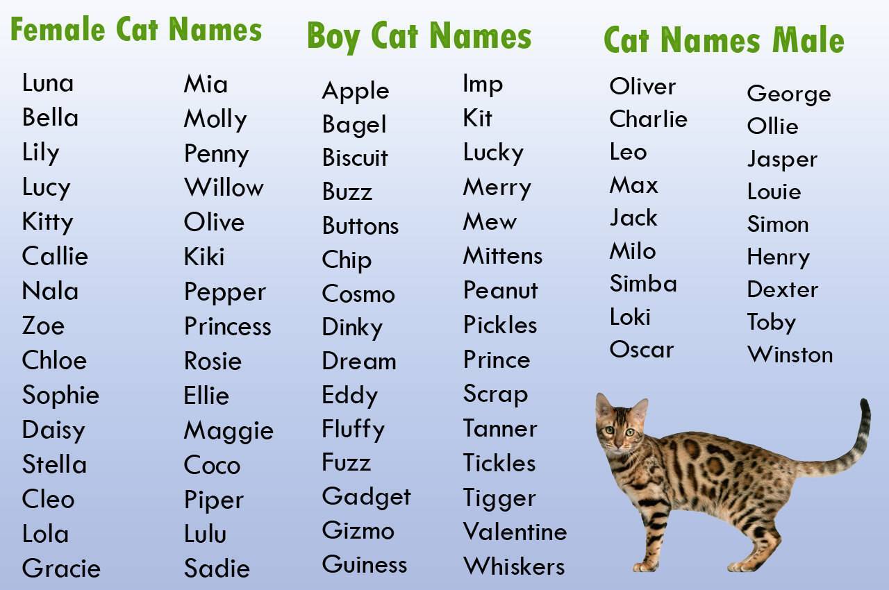 Красивые имена для кошек-девочек: идеи кличек +видео и фото